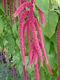 Amaranthus caudatus 'Love lies bleeding'_2 